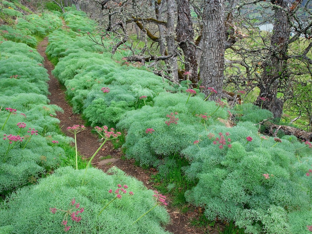 樹木植物 壁紙(七) #19 - 1024x768