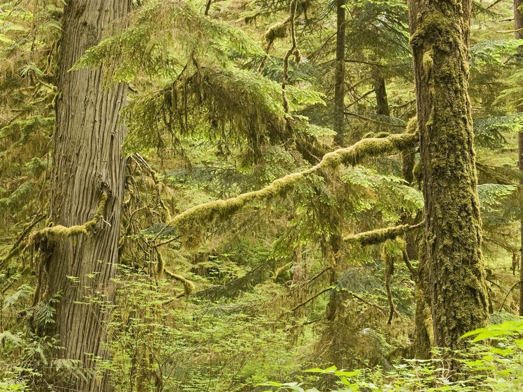 樹木植物 壁紙(七) #20 - 1024x768