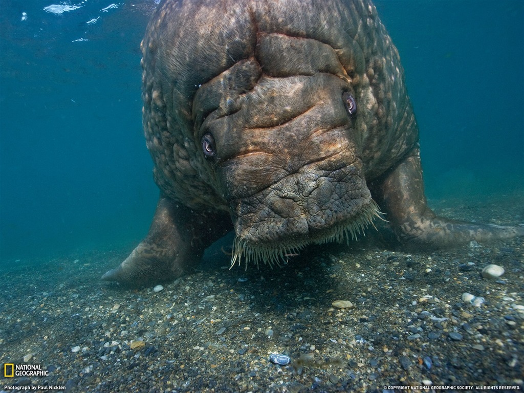 Nacional Geographic animales fondos de escritorio de disco (3) #15 - 1024x768