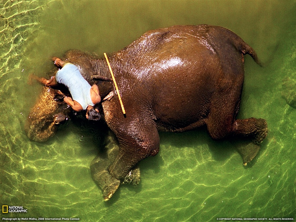 National Geographic animal wallpaper album (4) #8 - 1024x768