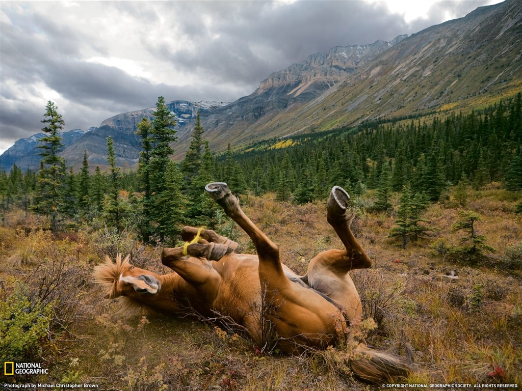 National Geographic album papier peint des animaux (5) #2 - 1024x768