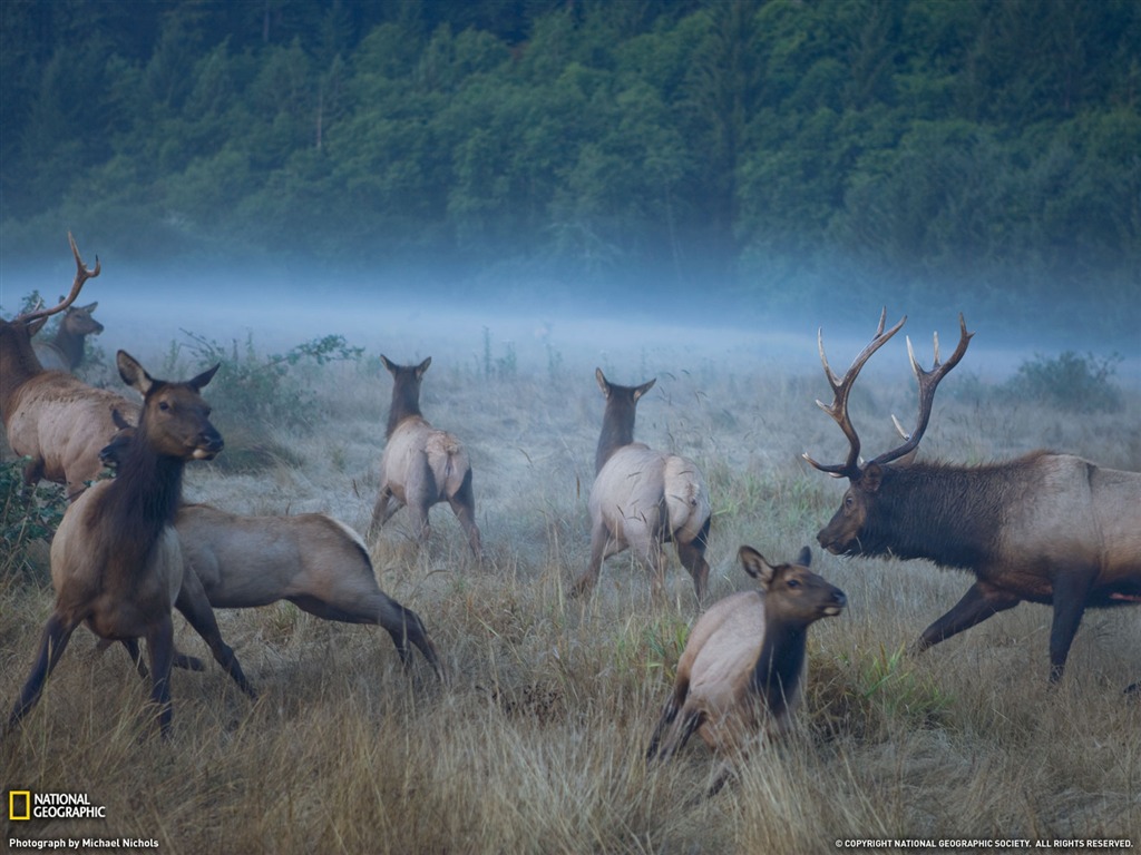 National Geographic zvířecí tapety album (5) #7 - 1024x768