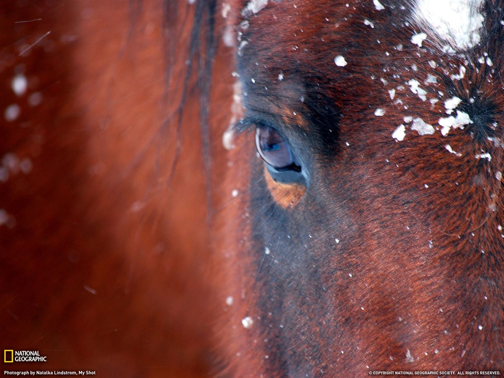 National Geographic zvířecí tapety album (5) #17 - 1024x768