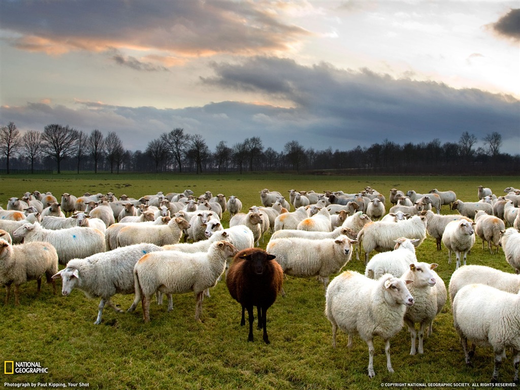 National Geographic zvířecí tapety album (5) #18 - 1024x768