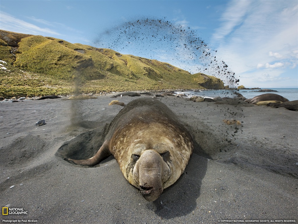 National Geographic zvířecí tapety album (6) #2 - 1024x768