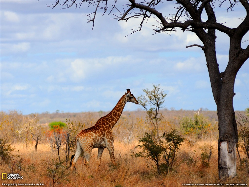 National Geographic animal wallpaper album (6) #8 - 1024x768