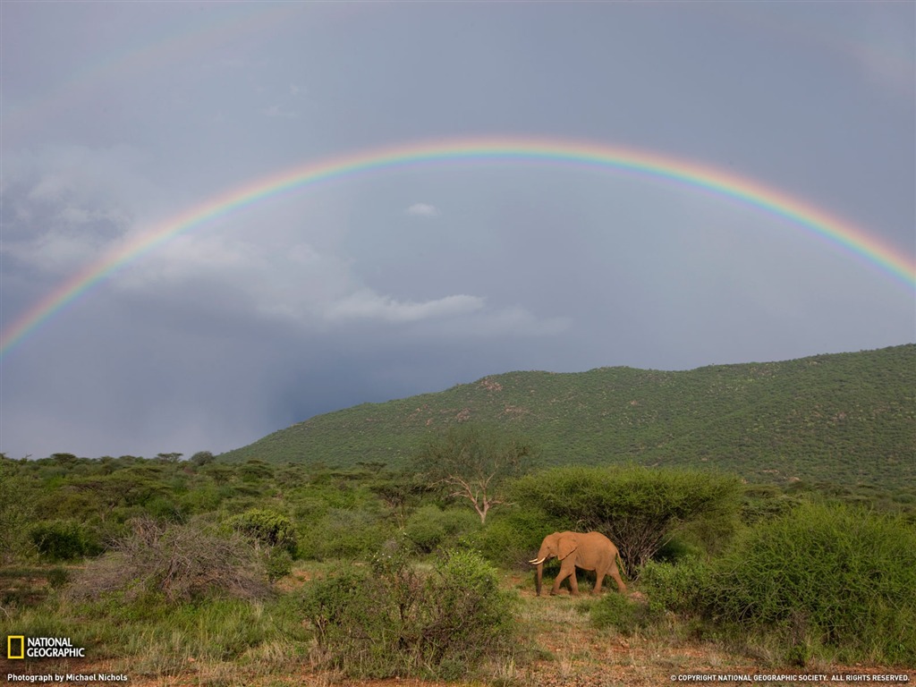 National Geographic animal wallpaper album (6) #16 - 1024x768