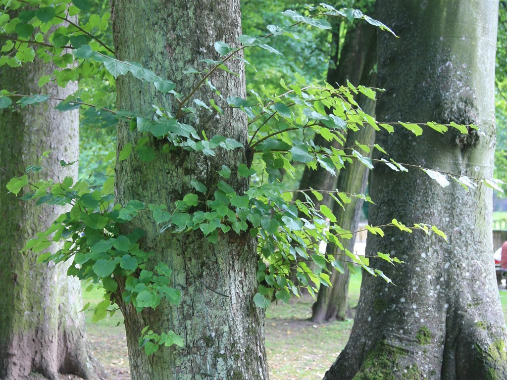 Fotografování krajiny (10) (Li Shanquan práce) #11 - 1024x768