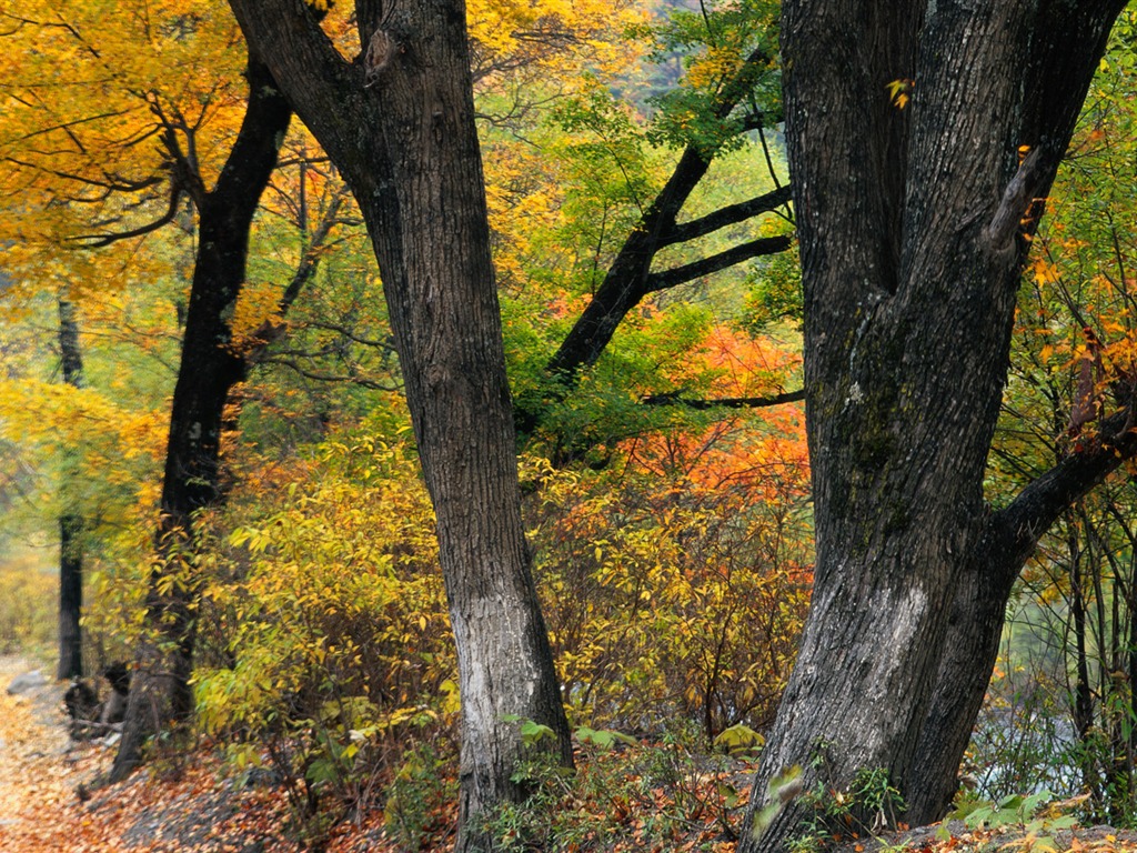 Fotografování krajiny (10) (Li Shanquan práce) #18 - 1024x768