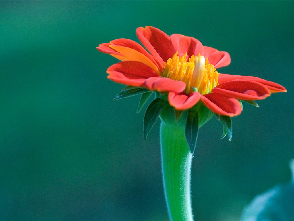 宽屏鲜花特写 壁纸(11)1 - 1024x768