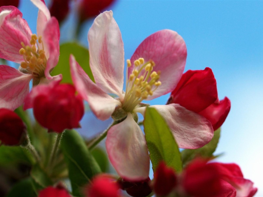 Widescreen wallpaper flowers close-up (11) #2 - 1024x768