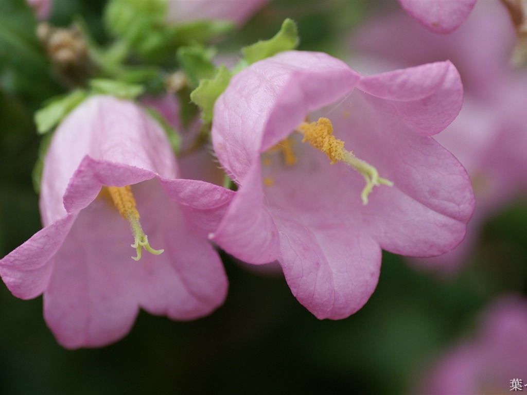 fleurs fond d'écran Widescreen close-up (11) #8 - 1024x768