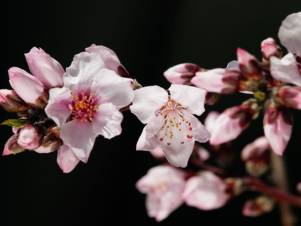 fleurs fond d'écran Widescreen close-up (11) #13 - 1024x768