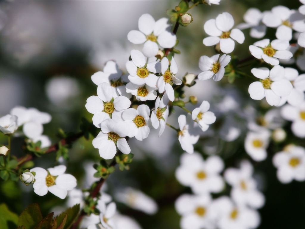 fleurs fond d'écran Widescreen close-up (11) #14 - 1024x768