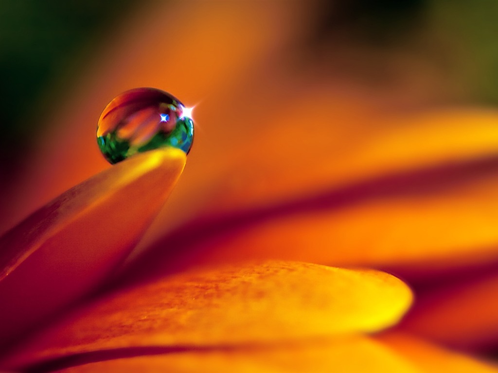HD wallpaper flowers and drops of water #1 - 1024x768