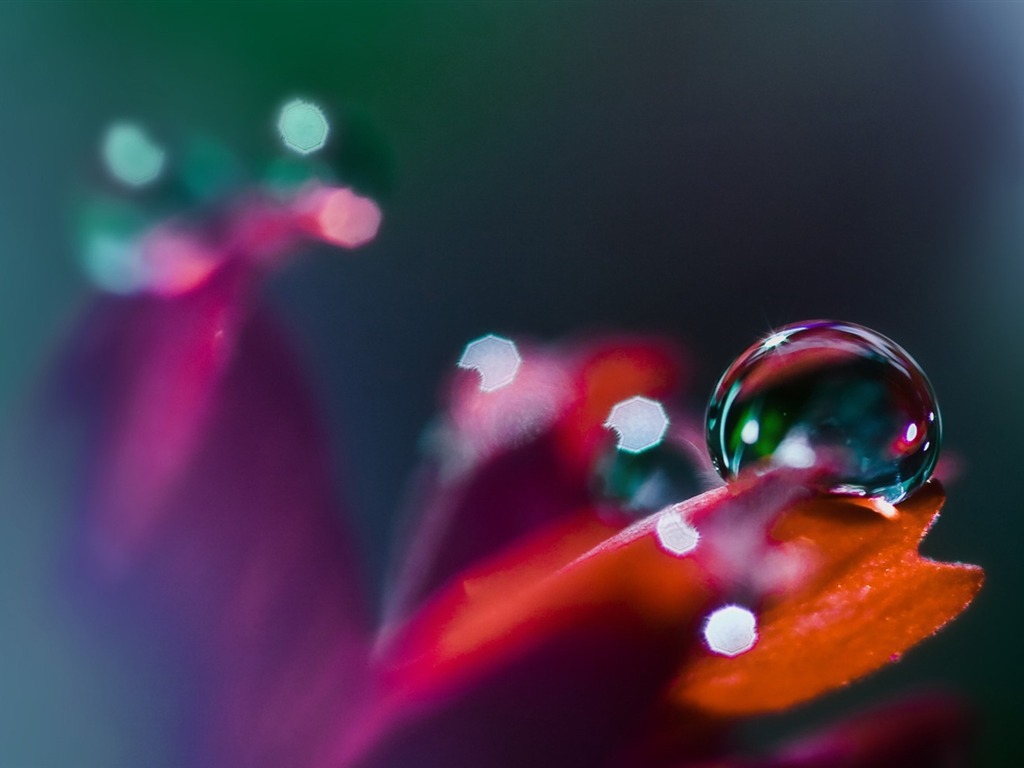 HD wallpaper flowers and drops of water #6 - 1024x768