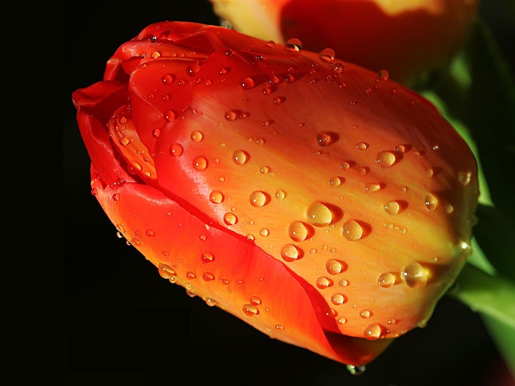 HD wallpaper flowers and drops of water #13 - 1024x768
