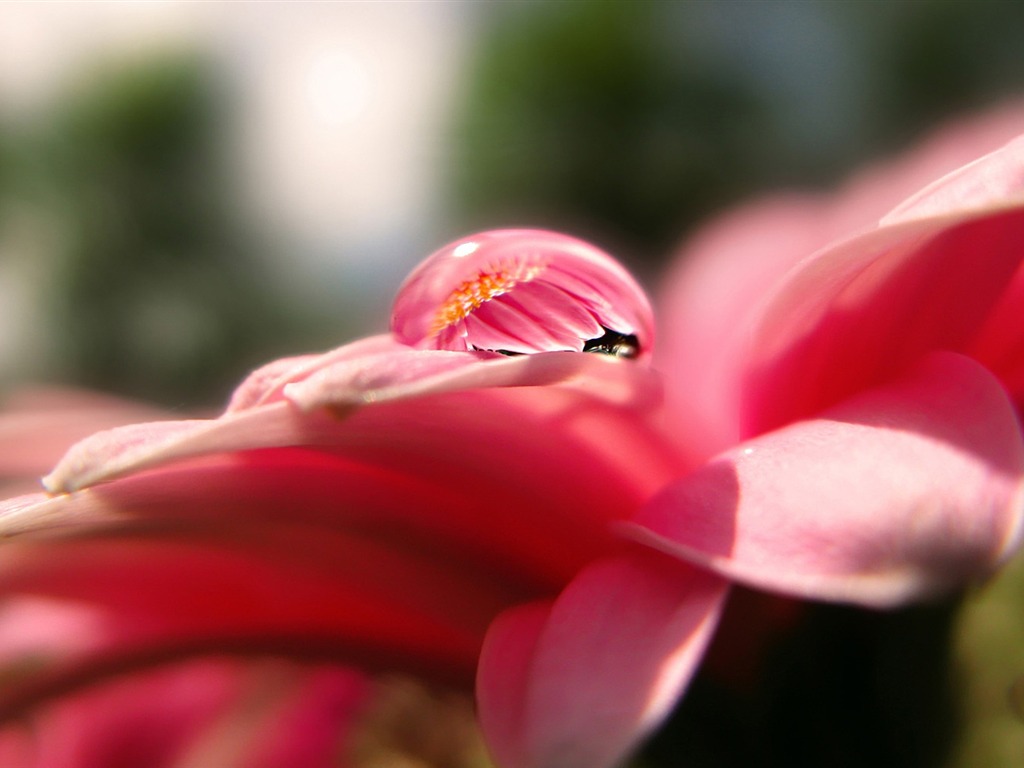 fleurs d'écran HD et des gouttes d'eau #14 - 1024x768