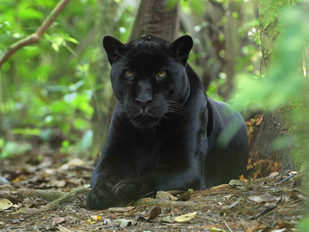 Animal Wallpaper Collection (11) #4 - 1024x768