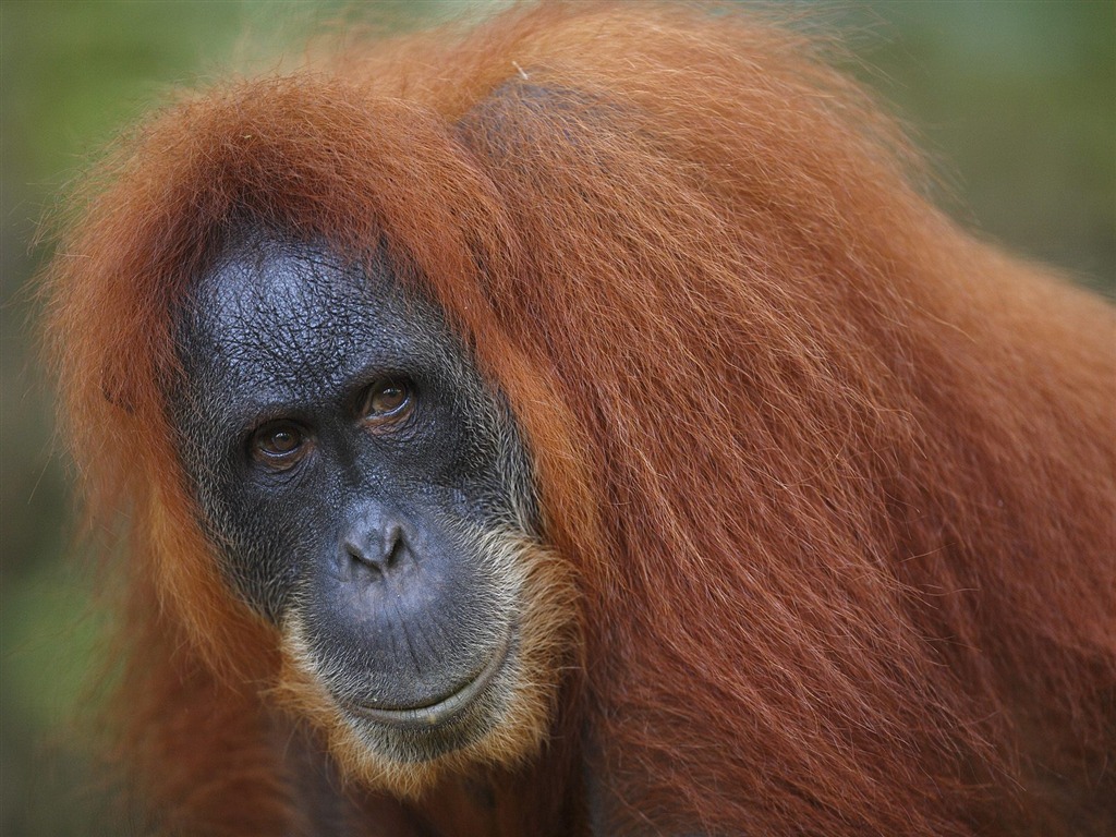 動物壁紙合集(11) #14 - 1024x768