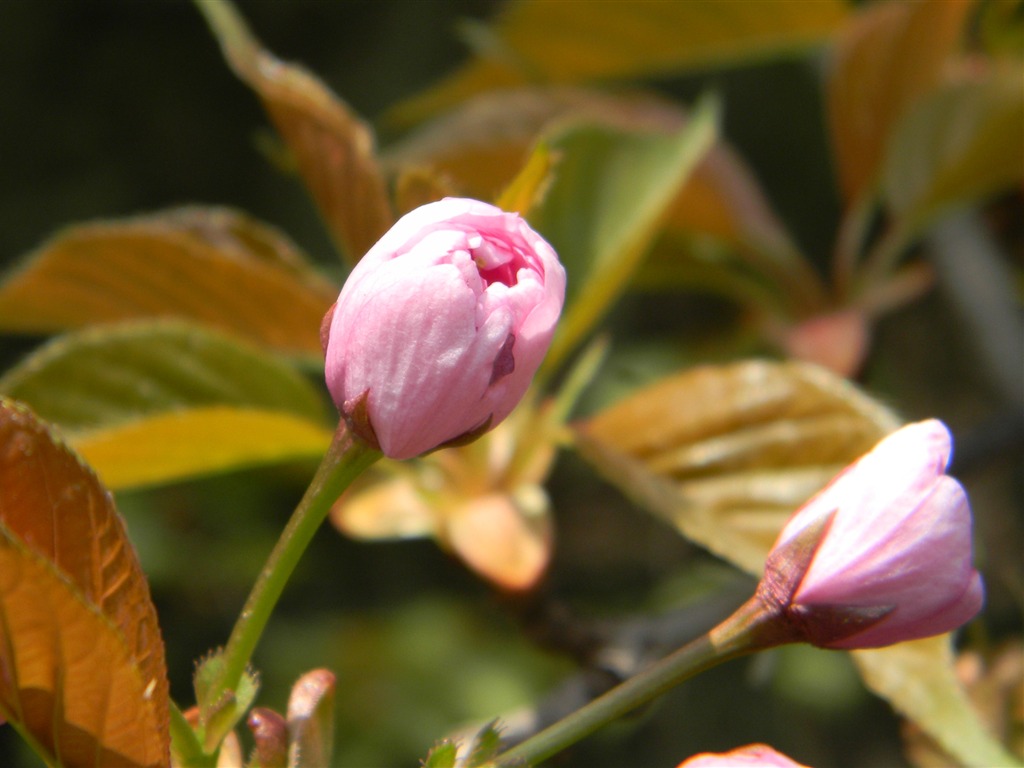 Flowers HD photography collection (1) #1 - 1024x768