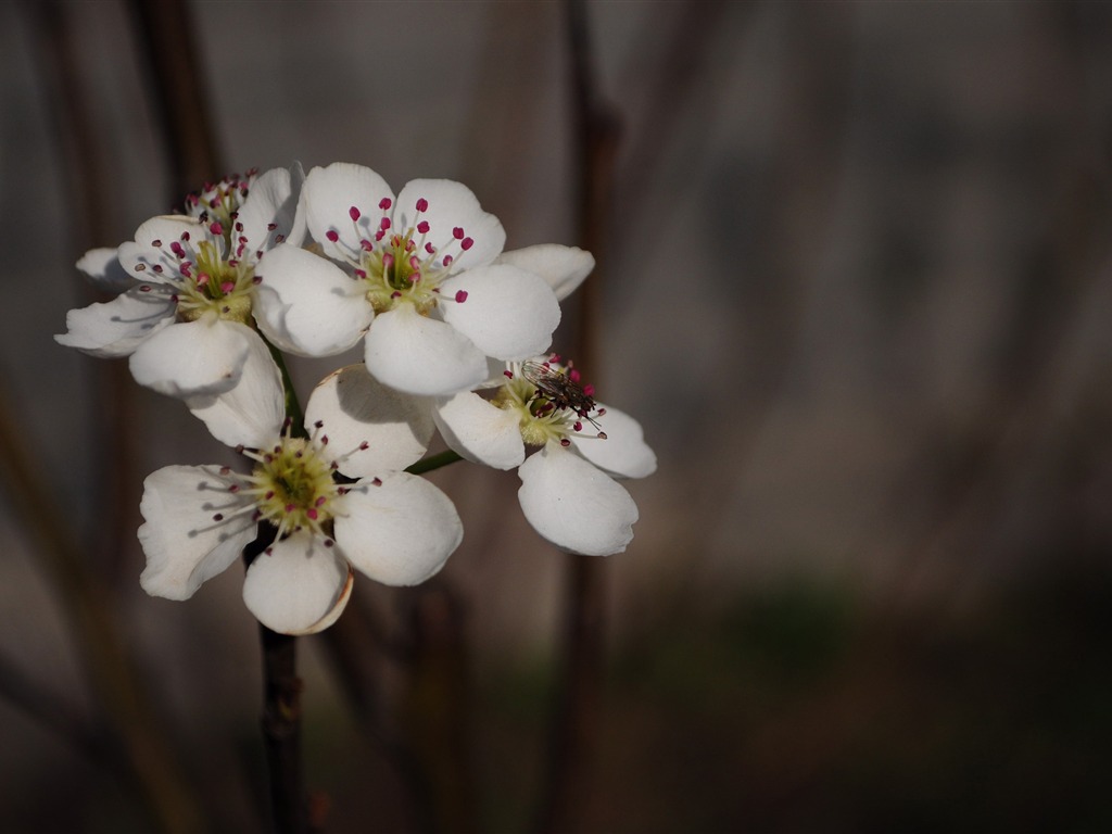 꽃의 HD 사진 모음 (2) #5 - 1024x768