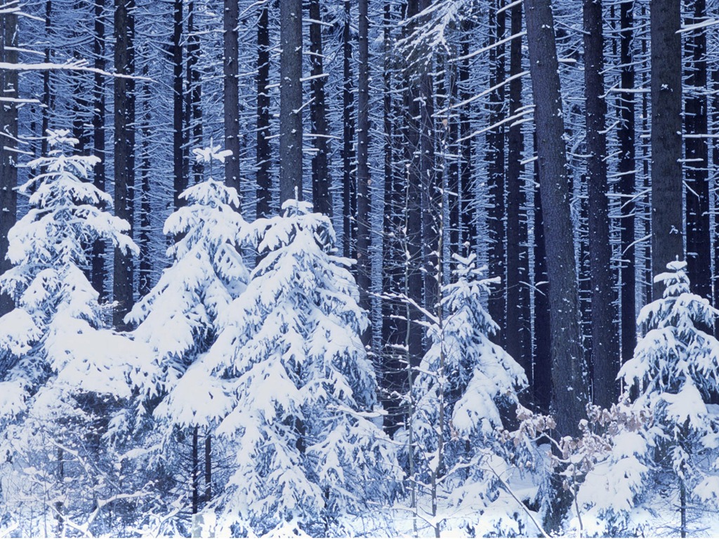 寬屏雪景 壁紙(一) #2 - 1024x768