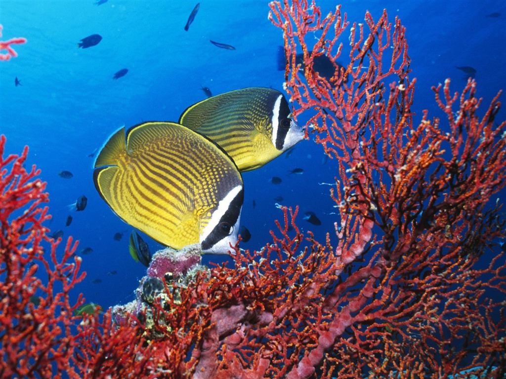 Animal Wallpaper Collection (12) #3 - 1024x768