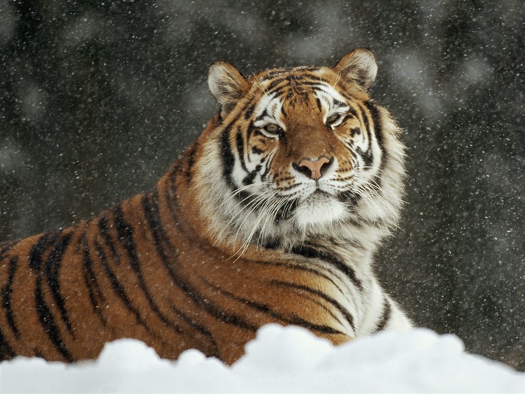 Animal Wallpaper Collection (13) #2 - 1024x768