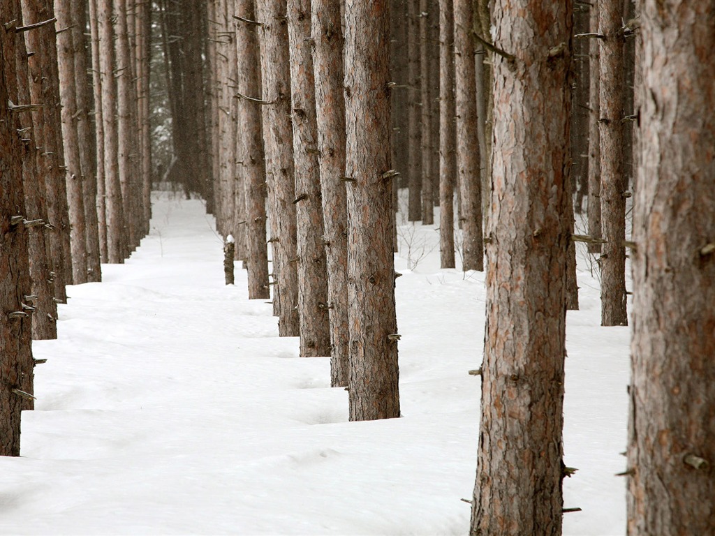 寬屏雪景 壁紙(二) #10 - 1024x768