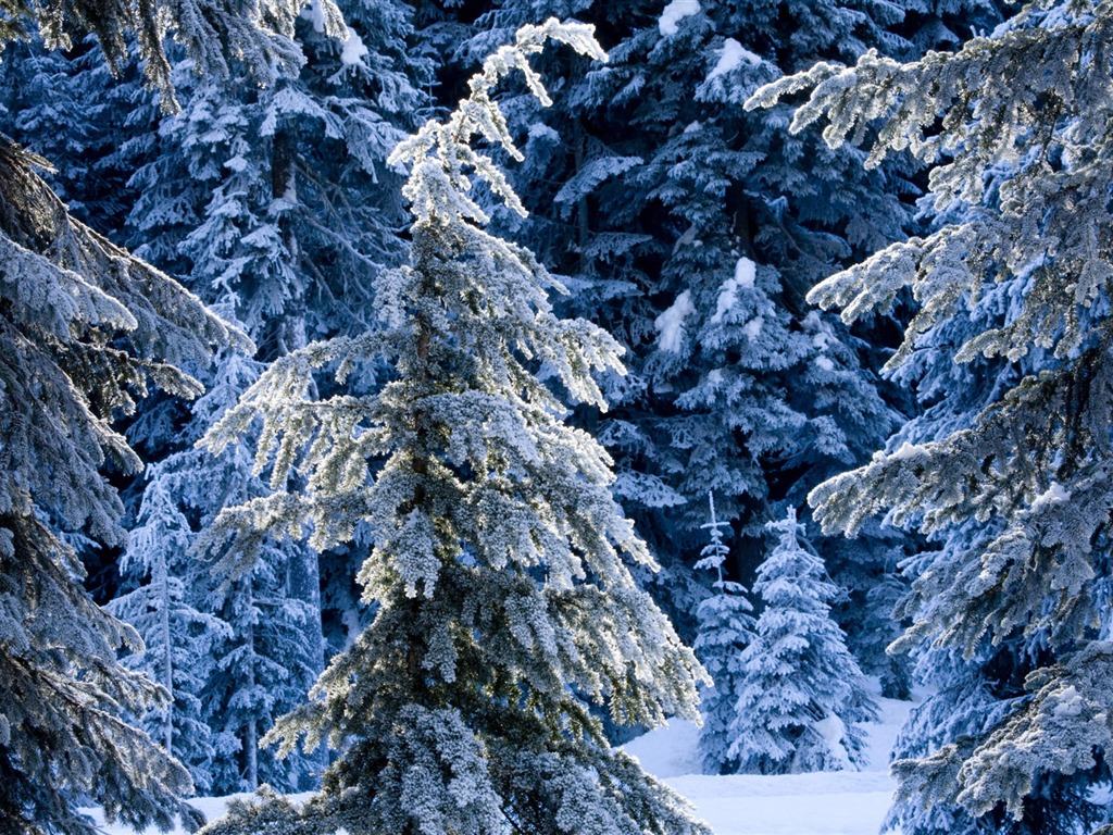 寬屏雪景 壁紙(二) #16 - 1024x768