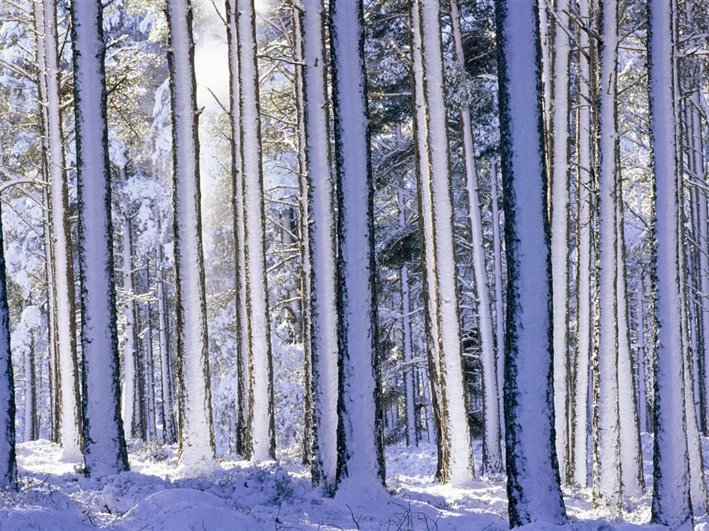 寬屏雪景 壁紙(二) #18 - 1024x768