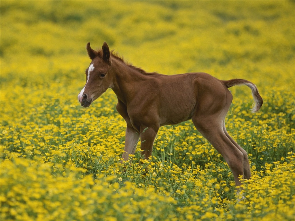 Animal Wallpaper Collection (14) #3 - 1024x768