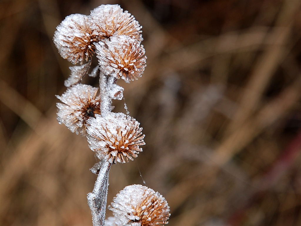 冰雪植物 壁紙專輯(二) #2 - 1024x768
