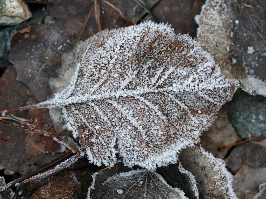 冰雪植物 壁纸专辑(二)3 - 1024x768