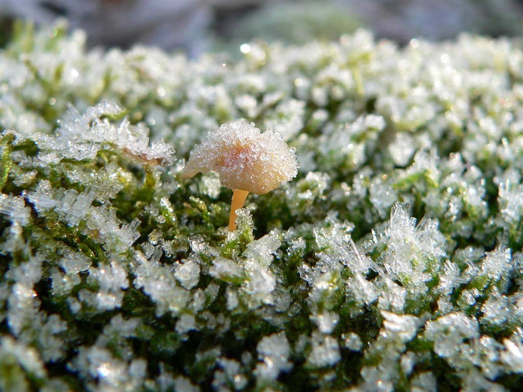 冰雪植物 壁纸专辑(二)4 - 1024x768