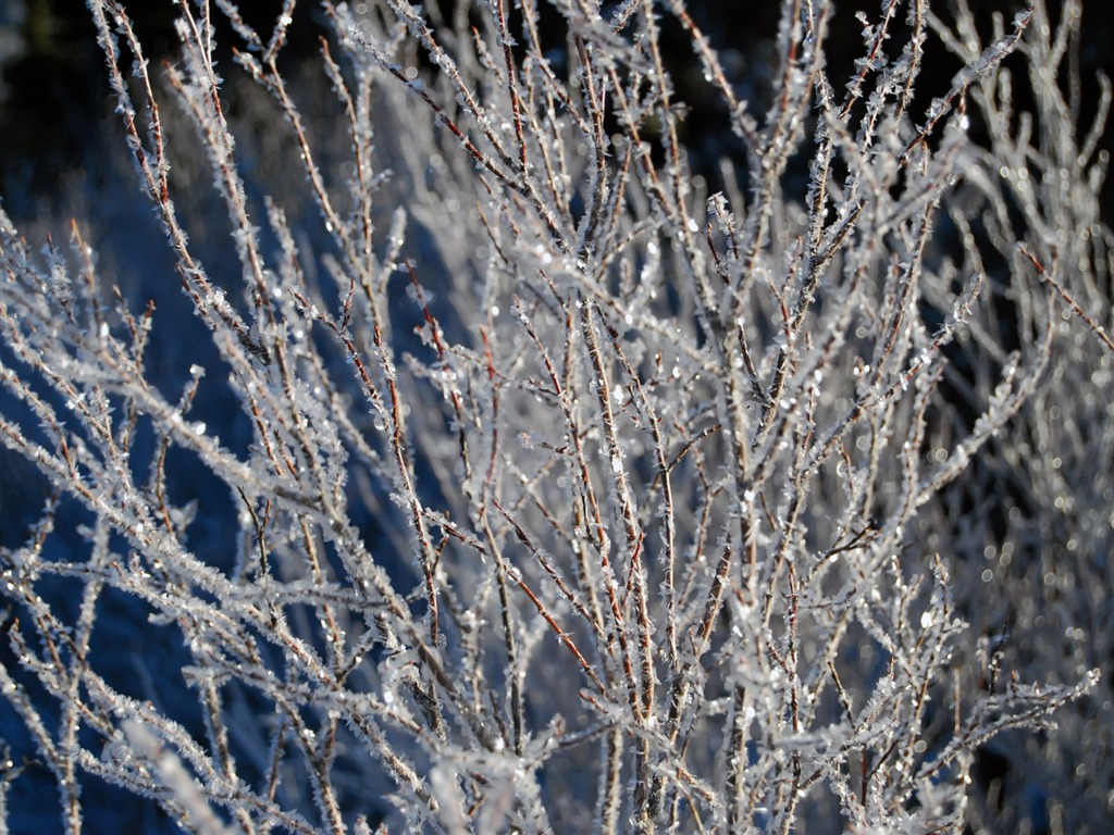 冰雪植物 壁紙專輯(二) #5 - 1024x768
