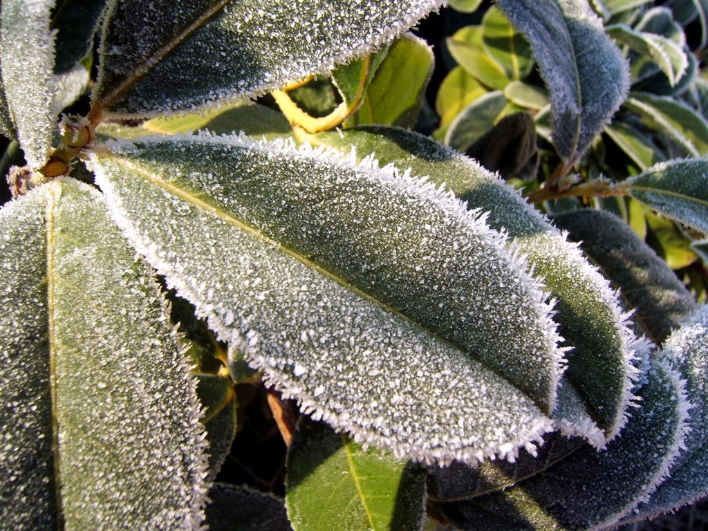 冰雪植物 壁纸专辑(二)6 - 1024x768