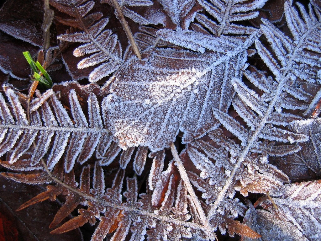 冰雪植物 壁纸专辑(二)9 - 1024x768