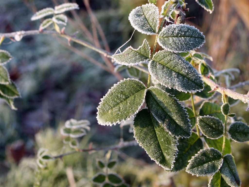 冰雪植物 壁紙專輯(二) #10 - 1024x768