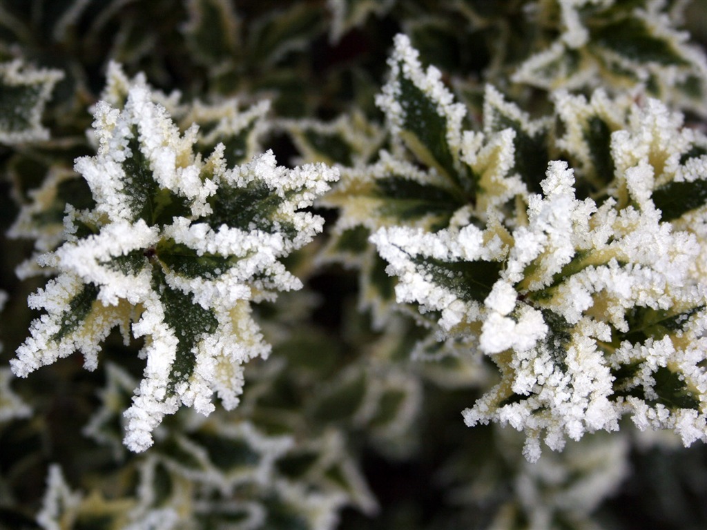 冰雪植物 壁紙專輯(二) #11 - 1024x768