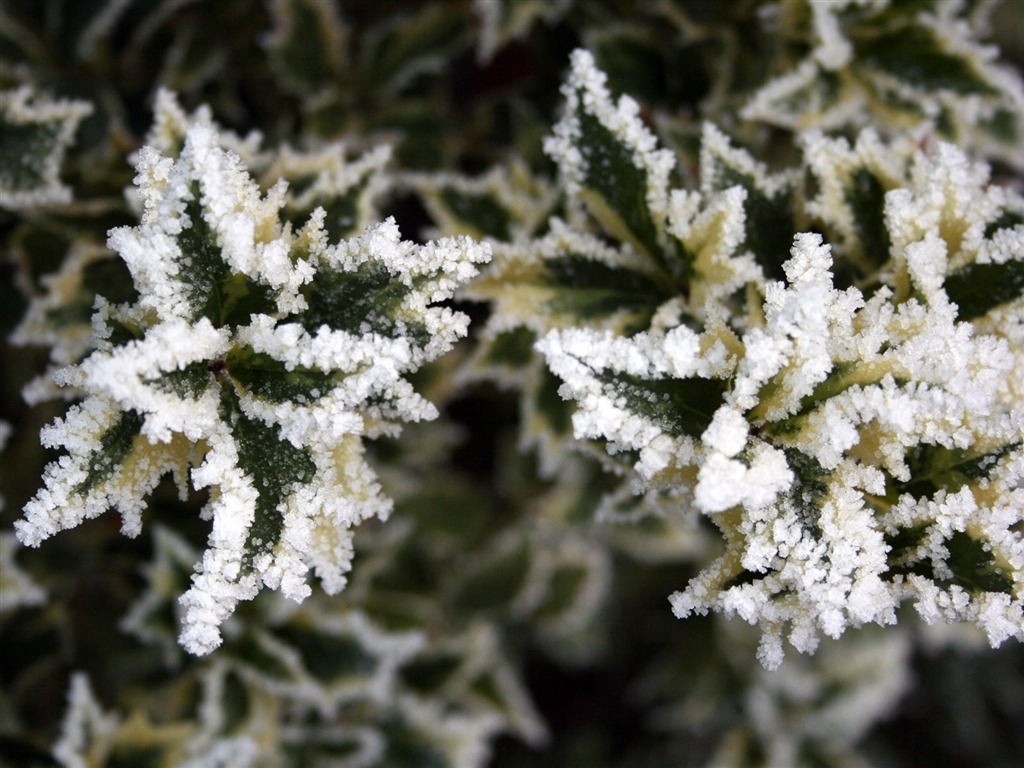 冰雪植物 壁纸专辑(二)11 - 1024x768