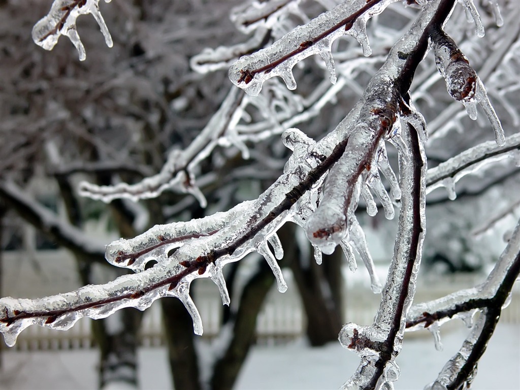 冰雪植物 壁纸专辑(二)14 - 1024x768