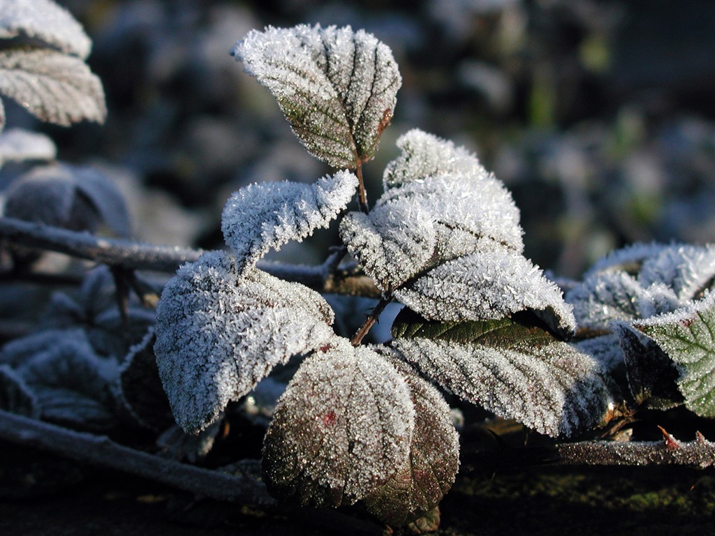 冰雪植物 壁紙專輯(二) #16 - 1024x768