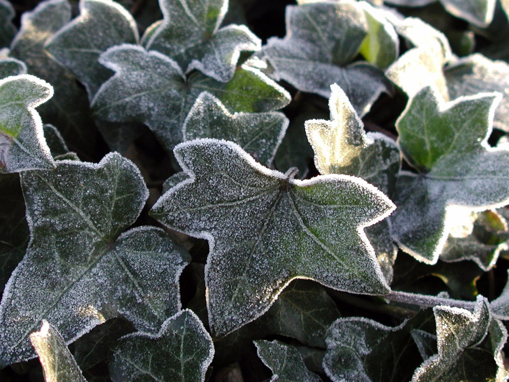 冰雪植物 壁纸专辑(二)17 - 1024x768