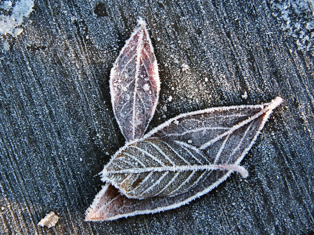 冰雪植物 壁纸专辑(二)19 - 1024x768