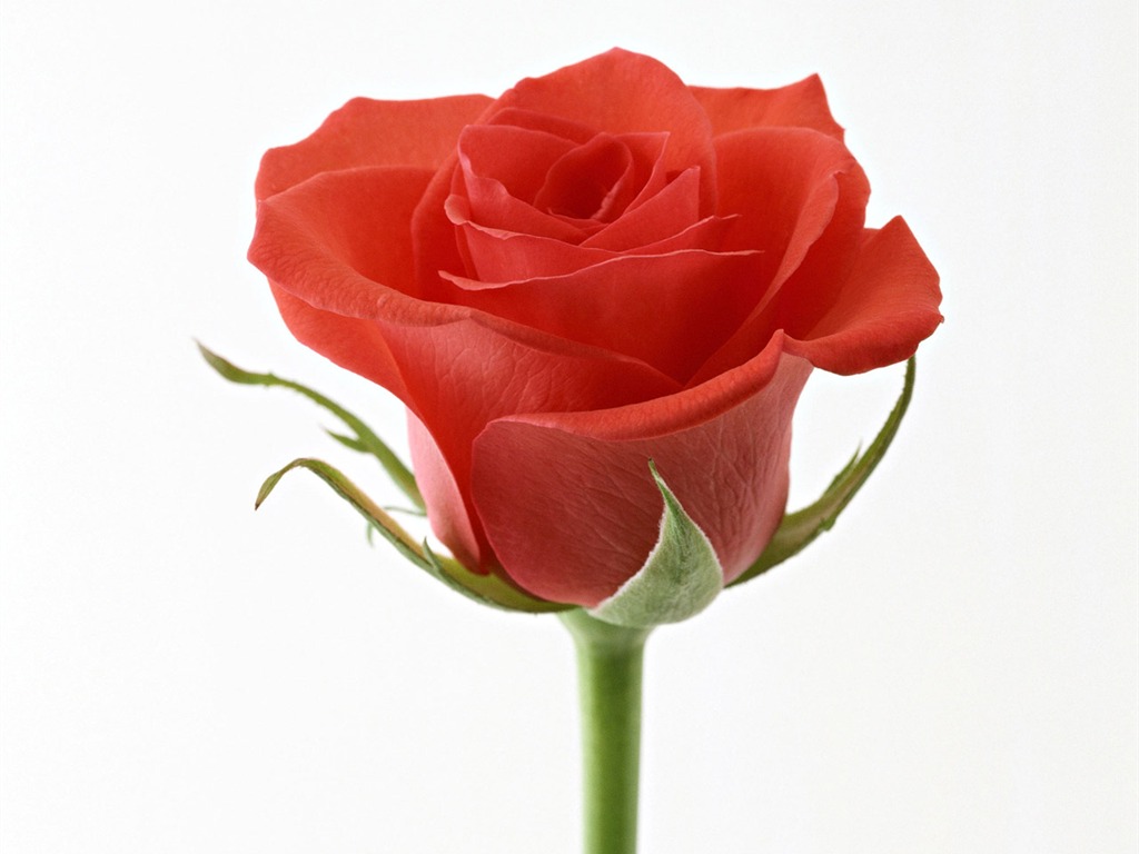 Rose Foto tapety (4) #9 - 1024x768