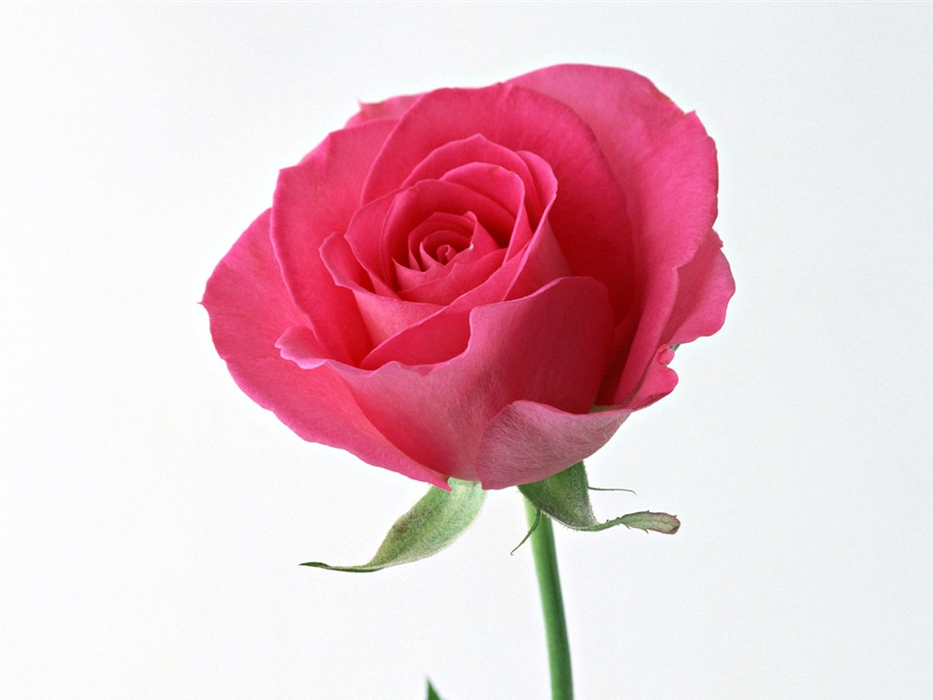 Rose Photo Wallpaper (4) #10 - 1024x768