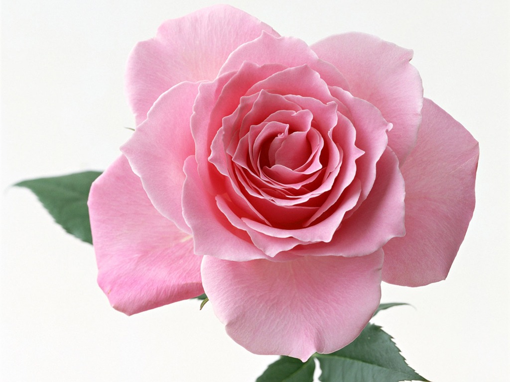 Rose Photo Wallpaper (4) #11 - 1024x768