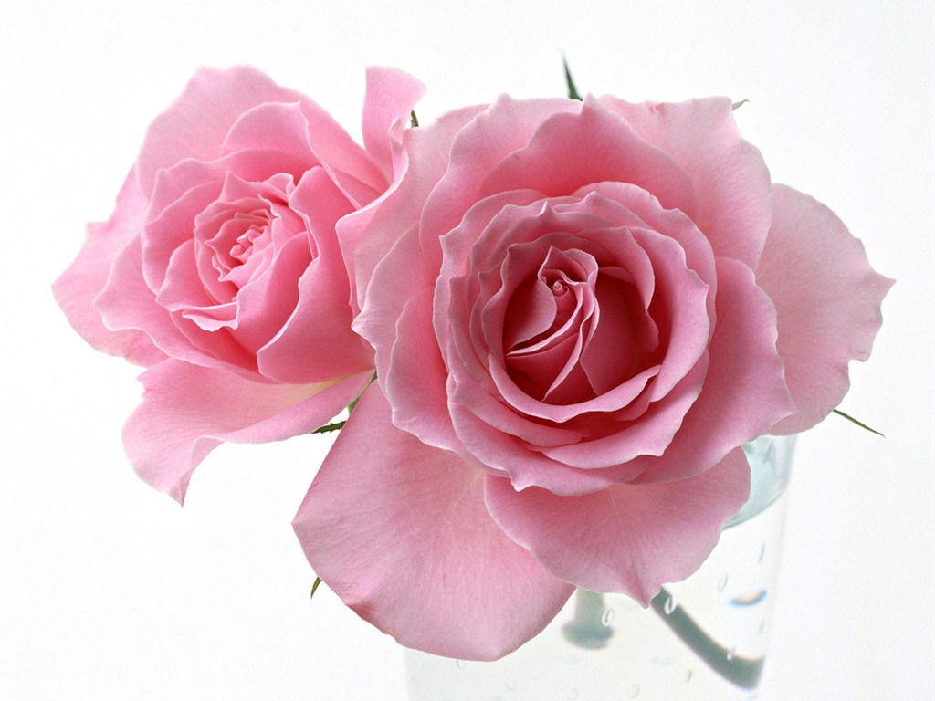 Rose Photo Wallpaper (4) #12 - 1024x768